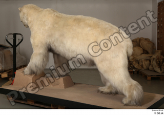 Polar bear whole body 0006.jpg